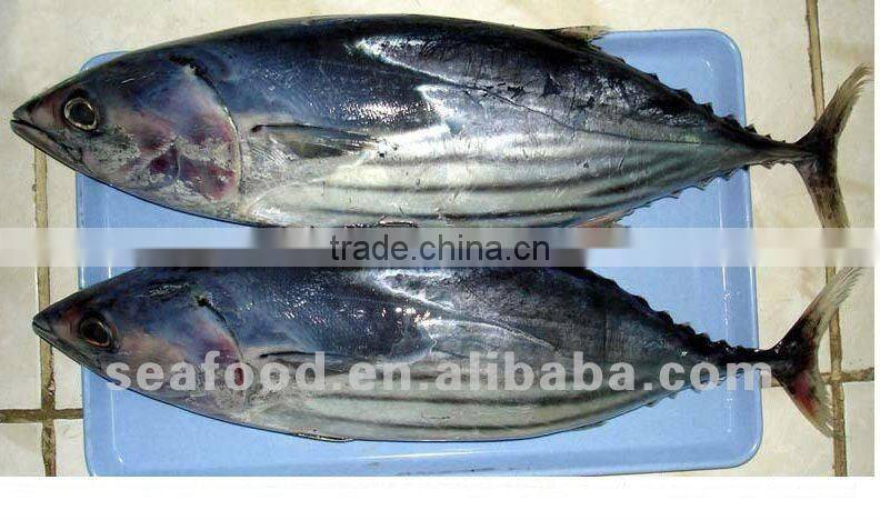 China fresh frozen bonito whole round
