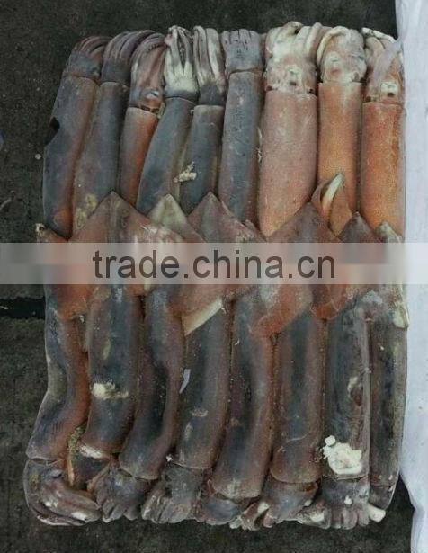 delicious squid of illex squid