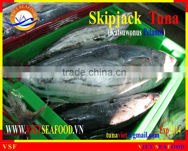 FROZEN SKIPJACK TUNA WHOLE ROUND