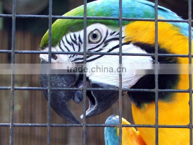 Hebei Shuolong supply 0.9mx30m 19 Gauge Green PVC coated welded wire mesh roll for UK Supermarket