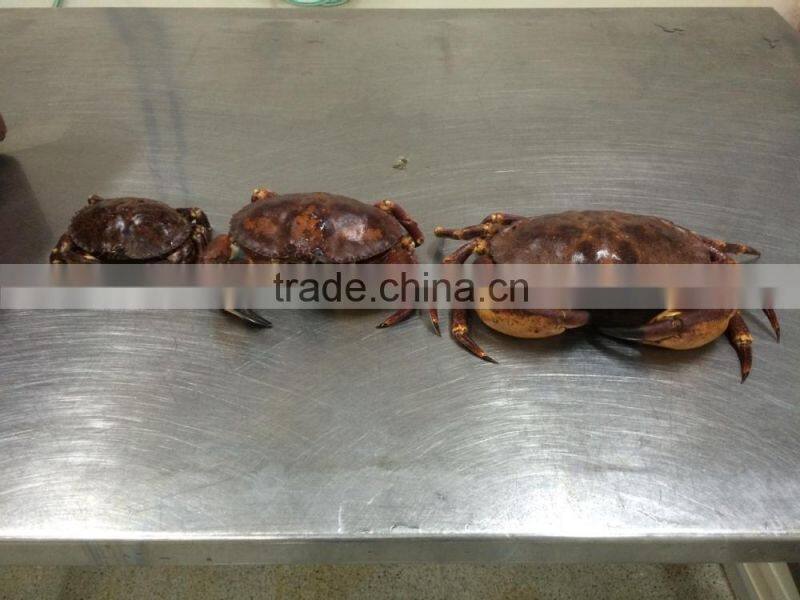 EDIBLE CRAB, RED STONE CRAB