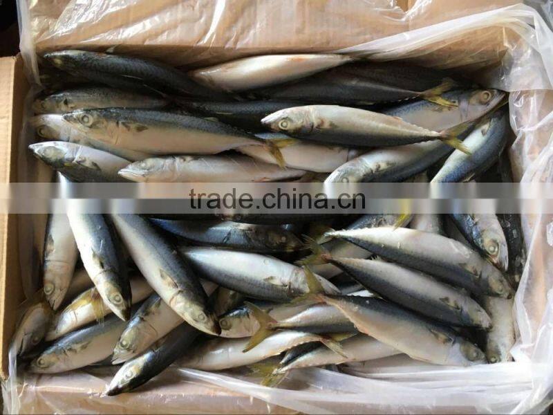 Scientific name of Pacific mackerel fish for Sale