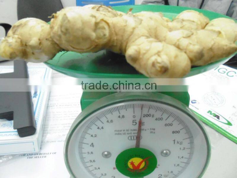 Hight Quality fresh Ginger best price