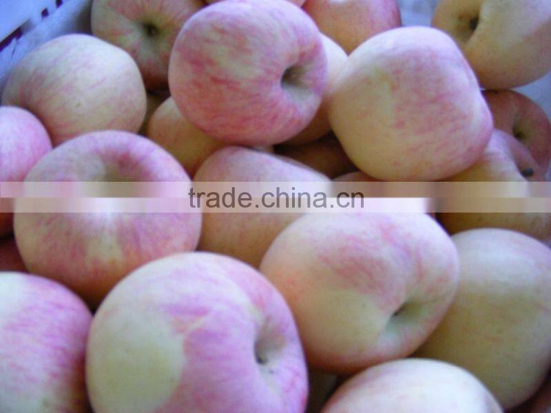Red Color Fuji apple Fresh Style fruits fresh fuji apple fruit for sale Fuji apple exporter in China
