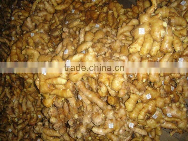 china ginger professional factory
