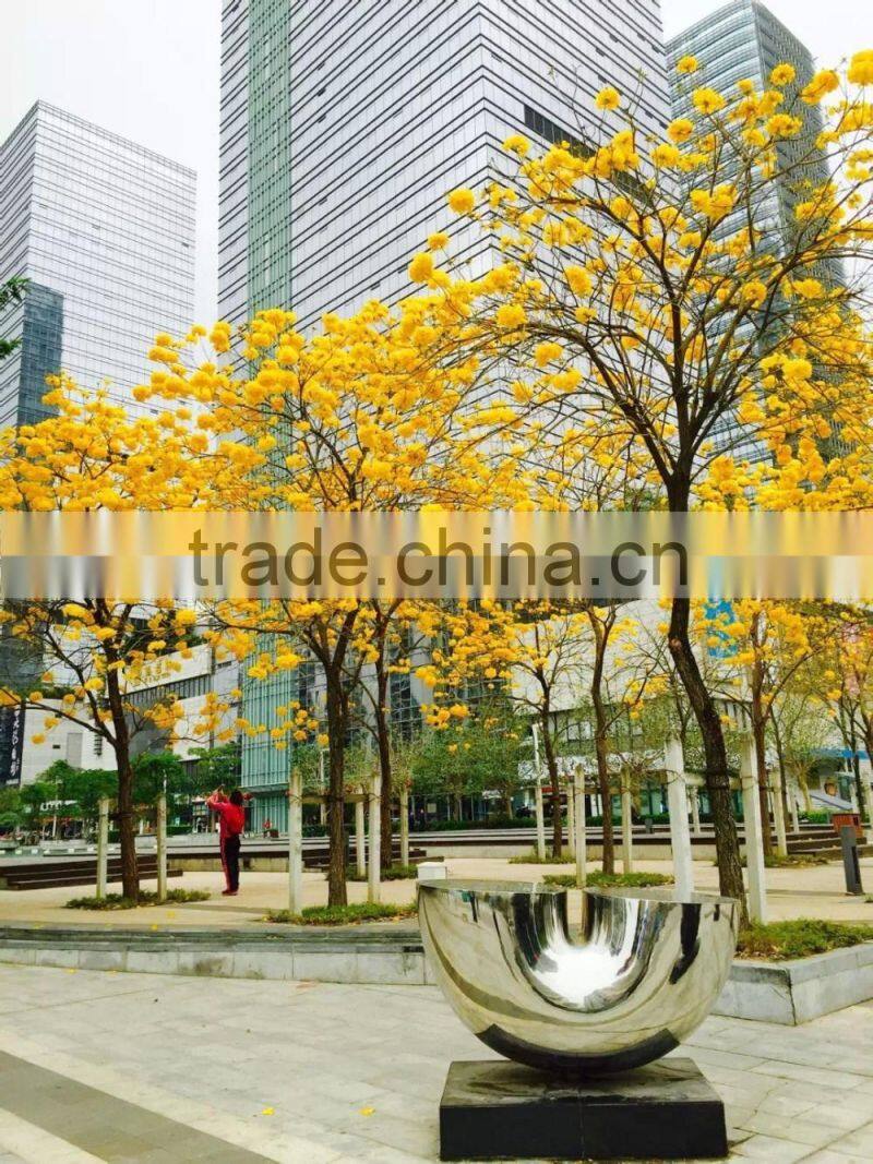 Tabebuia chrysantha