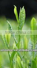 China Tian Mu Yun Wu Organic Tian Mu Qing Ding Green Tea