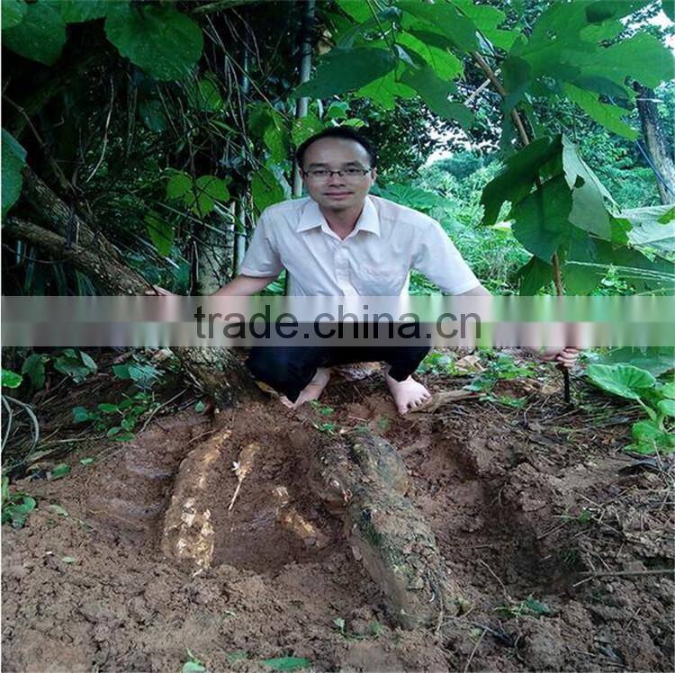 prolong life|vigor enhancement from Black Pueraria Mirifica