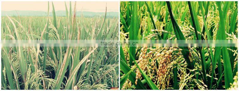 High quality and Reliable costomizable bagged chicken manure at reasonable prices OEM available