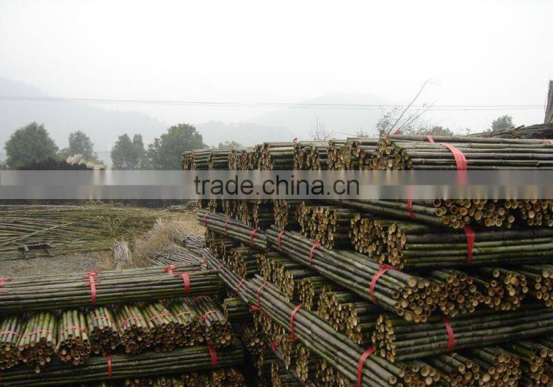 Natural Tonkin Bamboo Cane
