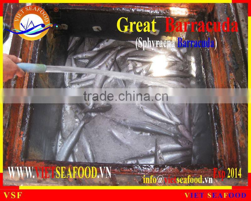 WHOLE ROUND FROZEN BARRACUDA FISH