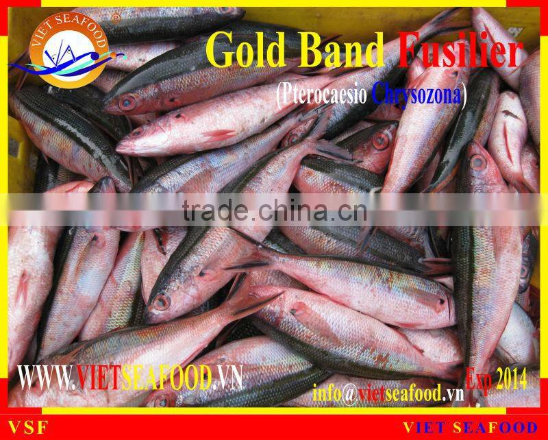 FROZEN W/R GOLD BAND FUSILIER