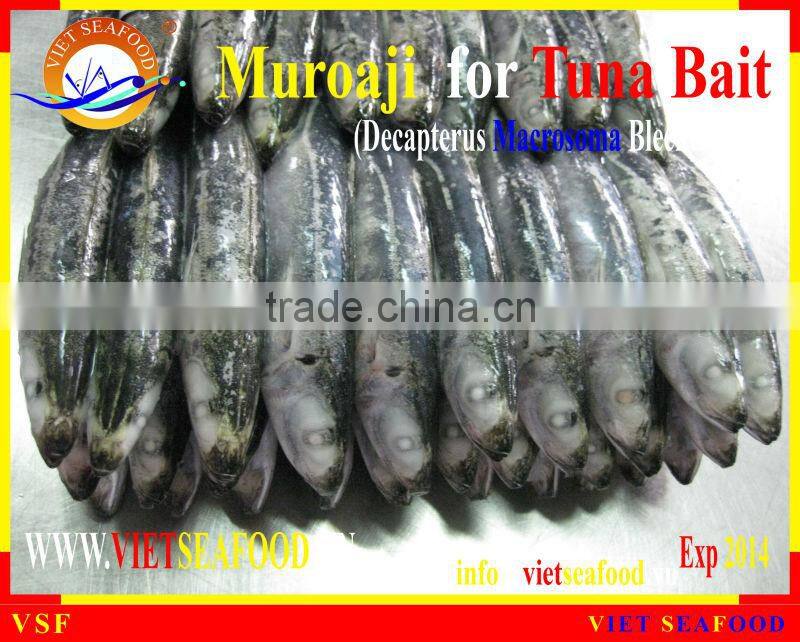 FROZEN MUROAJI FOR TUNA BAIT