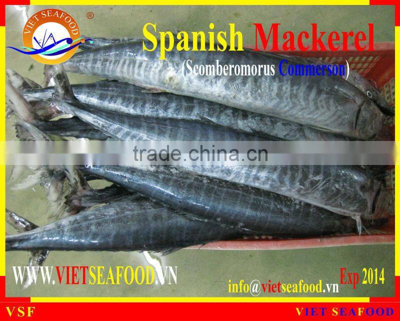 FROZEN SPANISH MACKEREL W/R