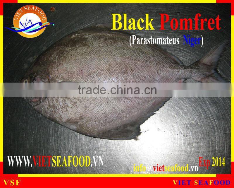 FROZEN BLACK POMFRET WHOLE ROUND