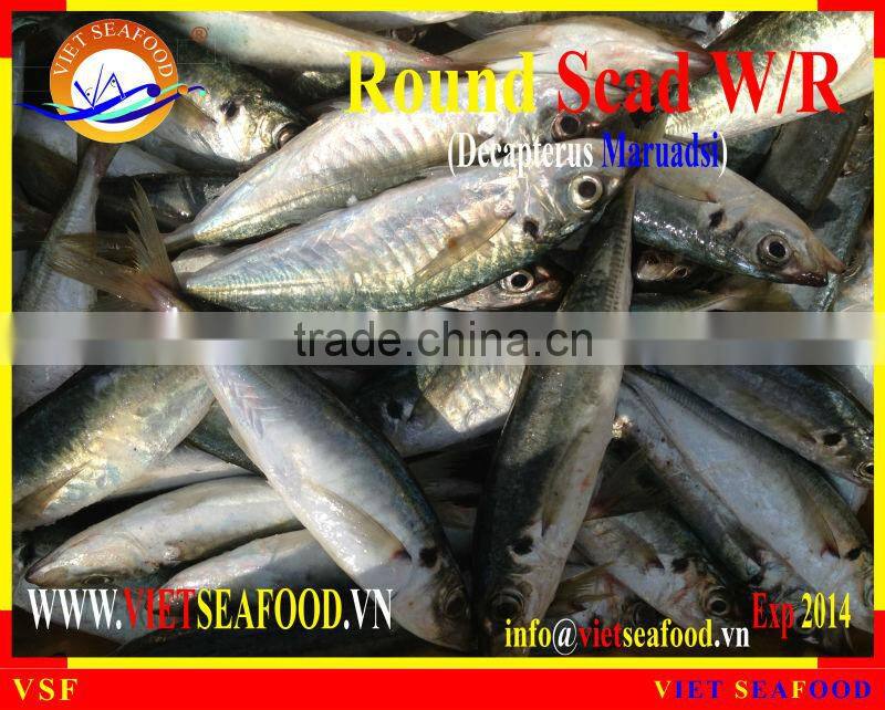 FROZEN ROUND SCAD WHOLE ROUND