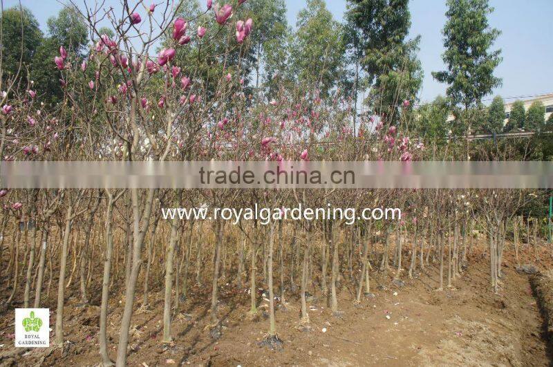 Magnolia liliiflora (Red magnolia)flower trees