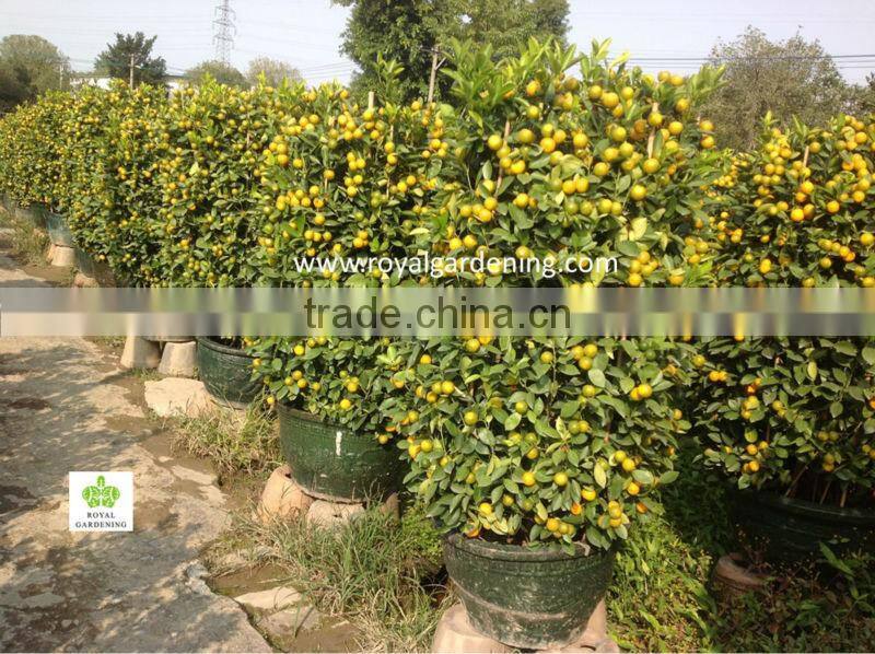 Citrus mitis ( Citrofortunella microcarpa) orange tree nursery