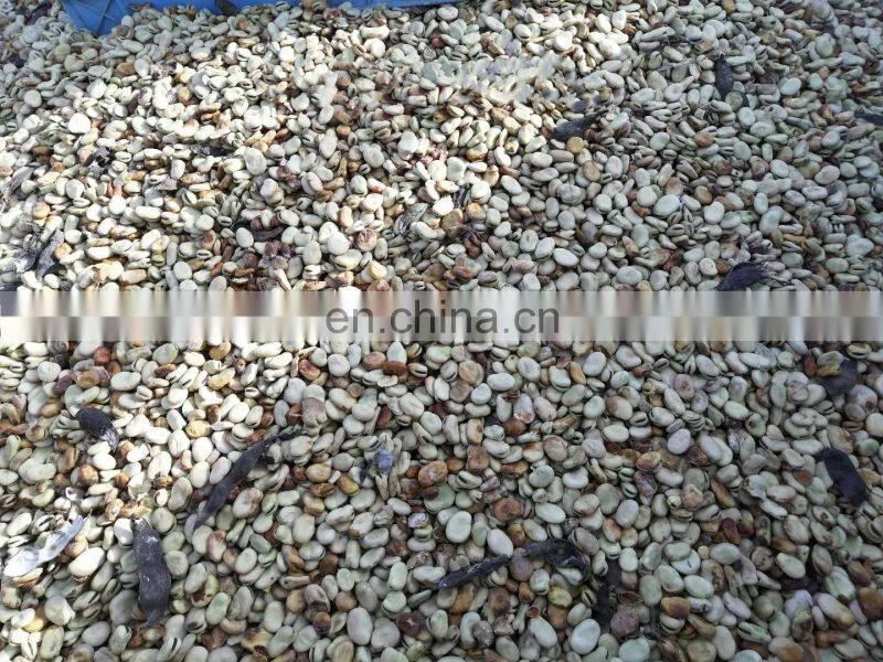 Model Bean Combine Harvester