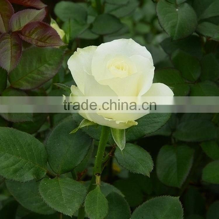 Best quality hotsell red violet flower