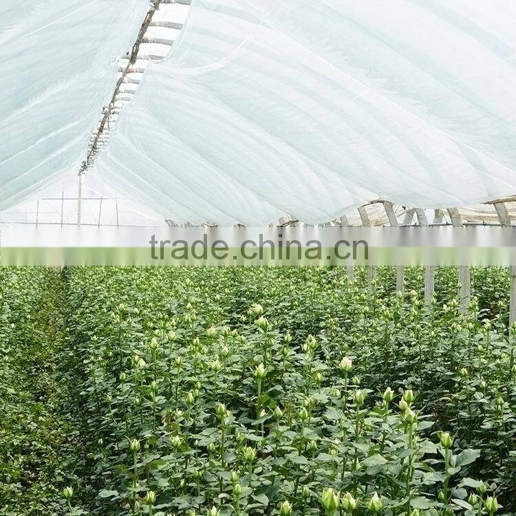 Excellent quality Best-Selling purple violets from yunnan