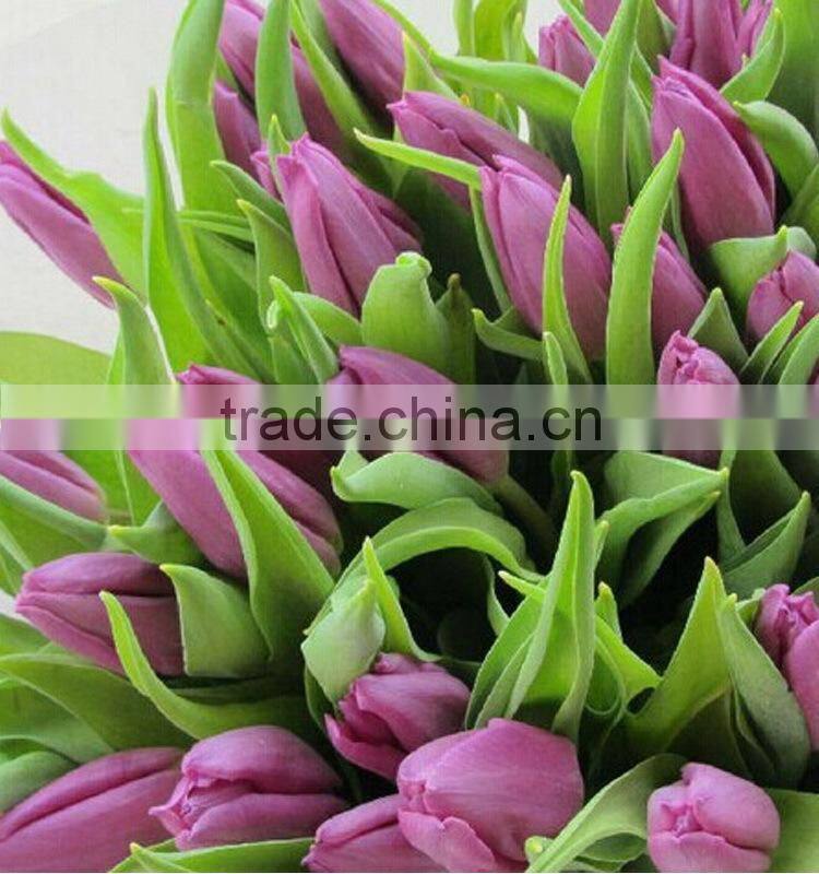 Top grade Crazy Selling wholesale tulip flowers yunnan