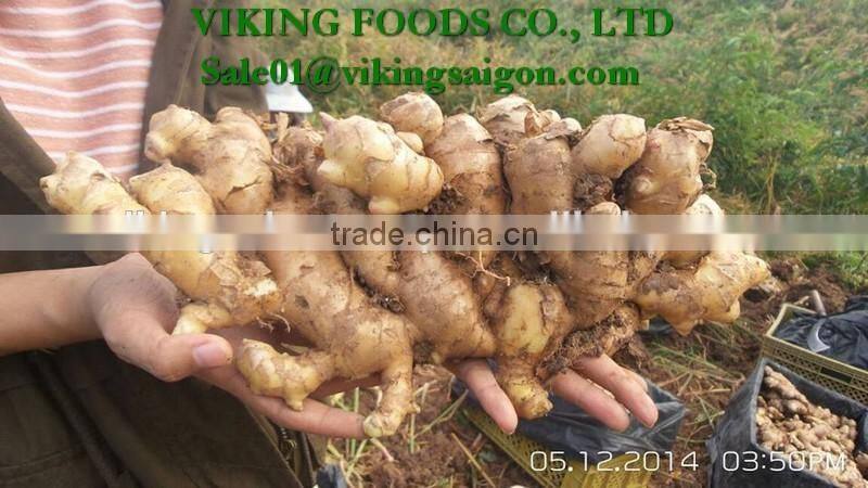FRESH GINGER _ HIGH QUALITY