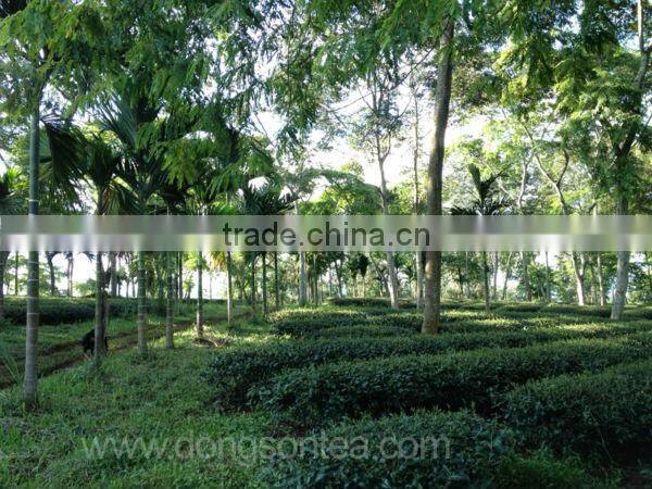 Viet Nam high mountain jin xuan Oolong tea