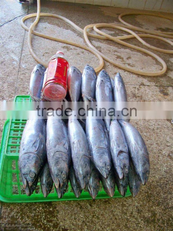 Frozen Bonito