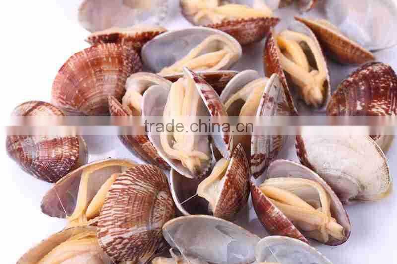 Frozen all kinds of clam in wholesale clam new produced
