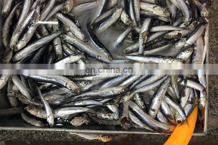 low price wholesale fresh anchovies