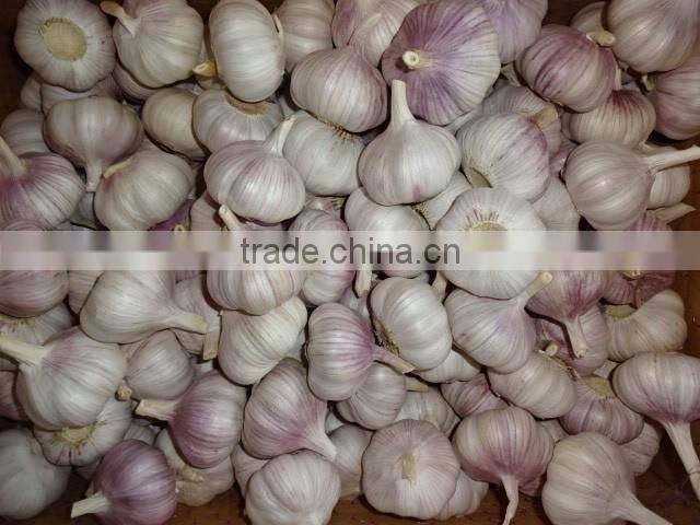 Chinese Fresh Normal White Garlic New Crop 2016 Top Quality