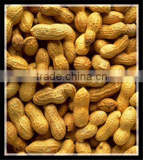 Automatic Electric Peanut Roaster machine Peanut Baking machine