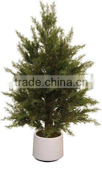 Spheroidal cypress pine tree