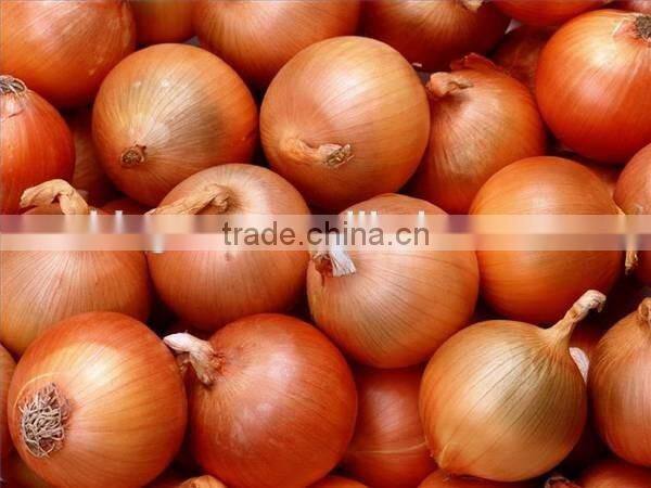 Fresh yellow onion for hot sale