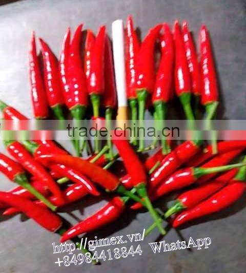 VIETNAM HOT PEPPER CHILLI +84963818434 whatsapp