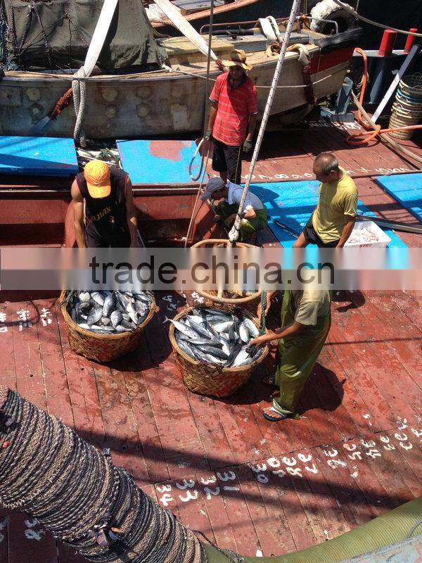 High quality sea frozen fish mackerel wholesale