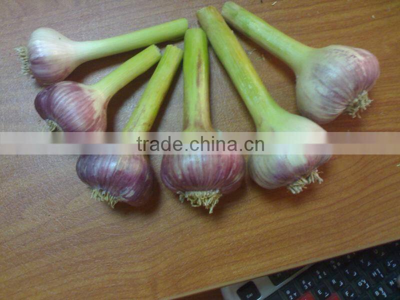 Red Garlic