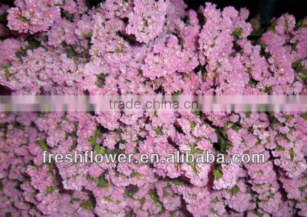 High Grade fresh cut Myosotis sylvatica flowers
