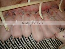 FL Sow Farrowing crate