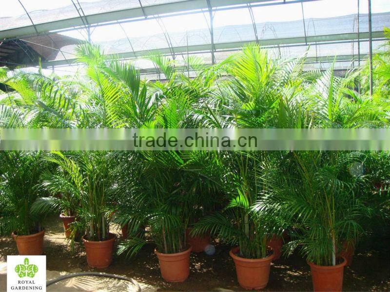 Areca palm (Chrysalidocarpus lutescens) Yellow Butterfly Palm