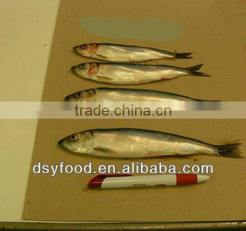 Frozen canned sardine
