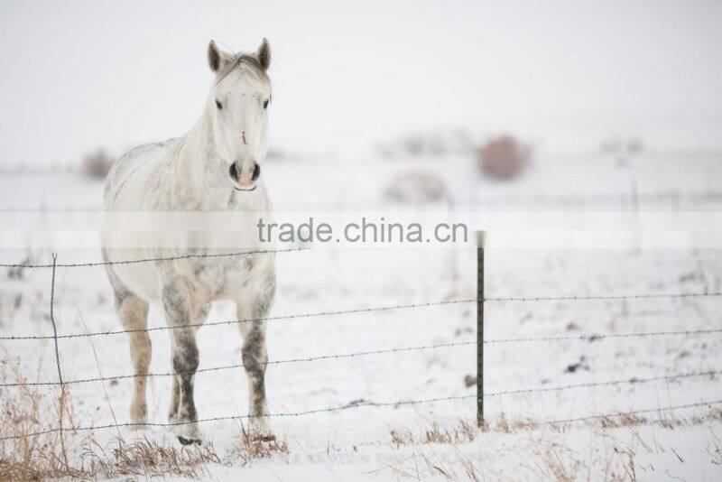 High Security Standard Roll Barbed Wire Made in Anping