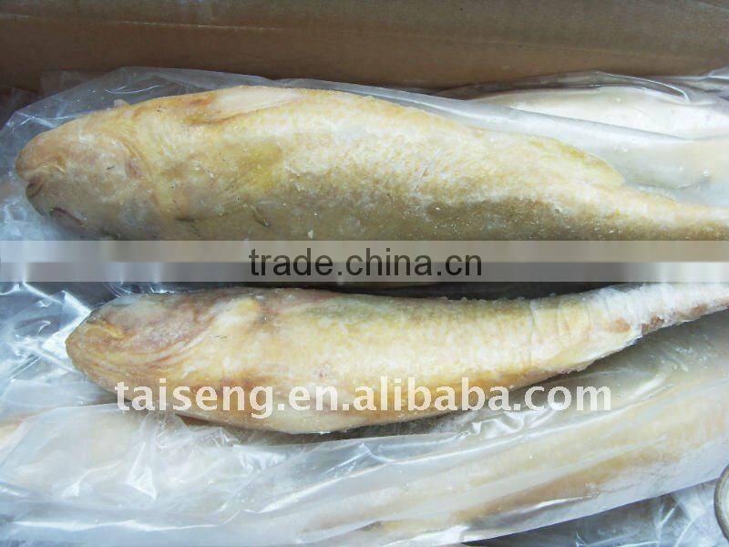 Whole round Frozen Fish Frozen Yellow croaker