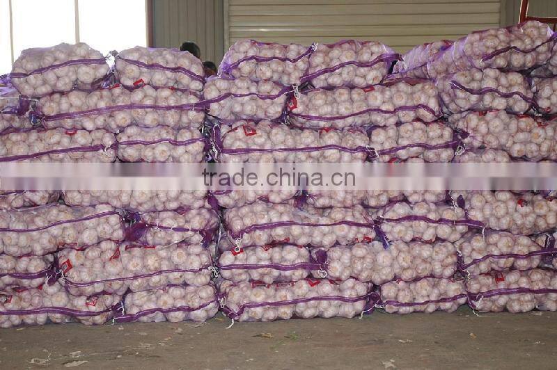 Garlic/Natural garlic import export business opportunity