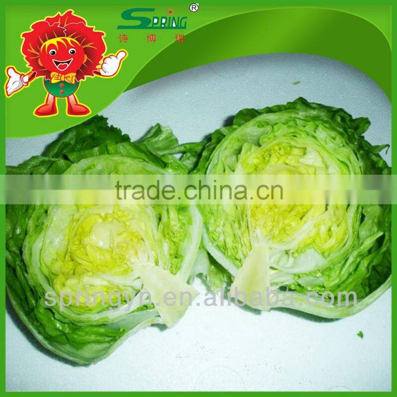 Environmental protection leaf lettuce from highland mountain iceberg type lettuce