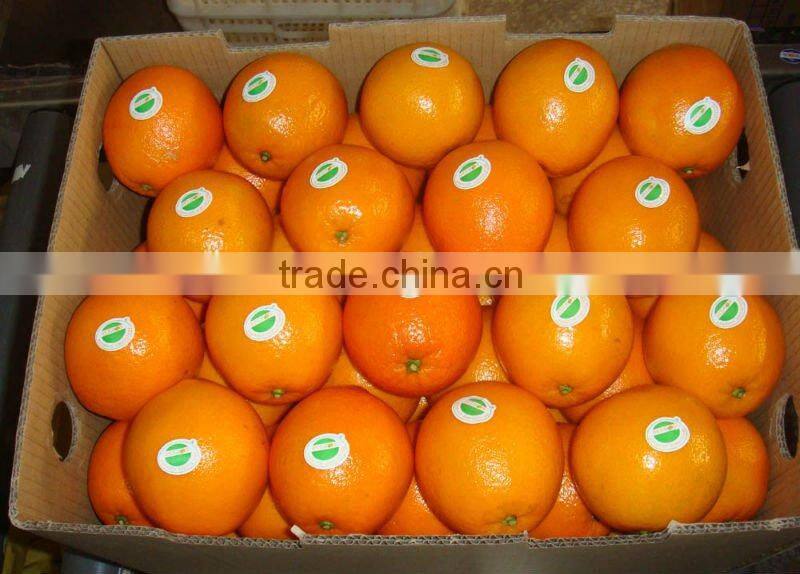 Chinese Neval Orange
