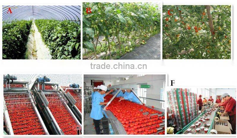 Tomato paste in drum 36-38