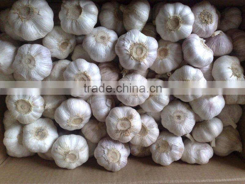 WHITE GARLIC FROM VIETNAM (SKYPE: VISIMEX10)