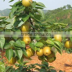 fruit tree seedling